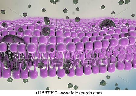 Clipart - Cell plasma membrane, illustration. Fotosearch