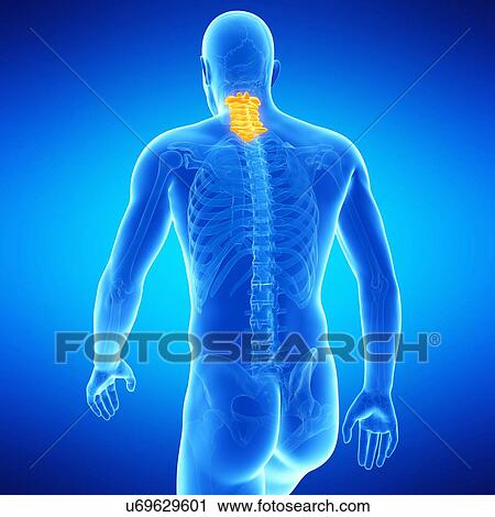 Cervical spine, illustration View Large Illustration Clip Art - Cervical spine, illustration. Fotosearch