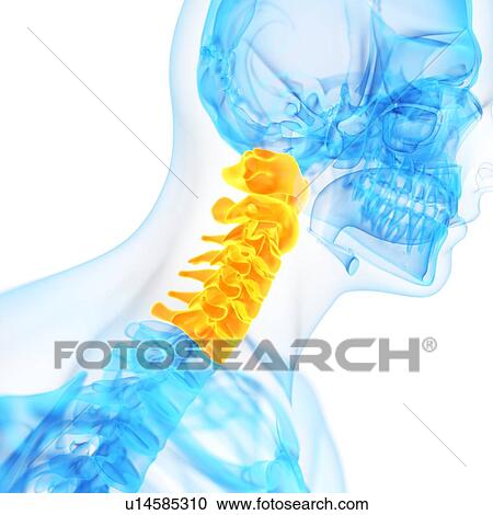 Cervical spine, illustration View Large Illustration Clipart - Cervical spine, illustration. Fotosearch