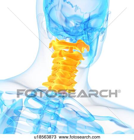 Drawing - Cervical spine, illustration. Fotosearch