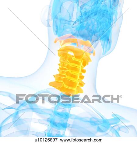 Stock Illustration - Cervical spine, illustration. Fotosearch