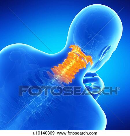 Stock Illustration - Cervical spine, illustration. Fotosearch