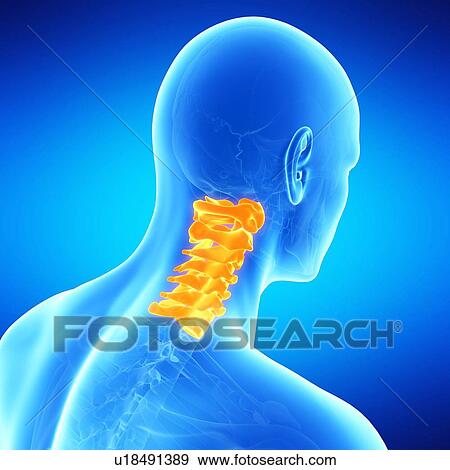 Stock Illustration - Cervical spine, illustration. Fotosearch