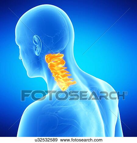 Stock Illustration - Cervical spine, illustration. Fotosearch