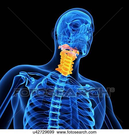 Stock Illustration - Cervical spine, illustration. Fotosearch