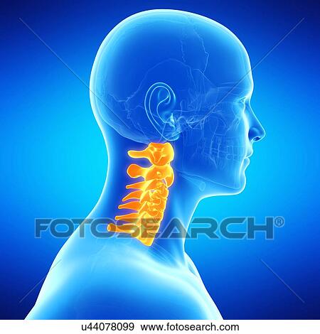 Stock Illustration - Cervical spine, illustration. Fotosearch