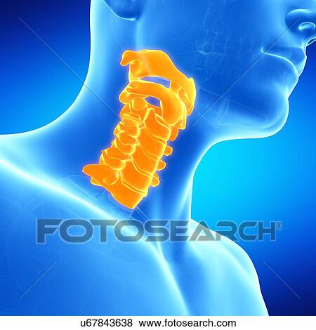 Cervical spine, illustration View Large Illustration Stock Illustration - Cervical spine, illustration. Fotosearch
