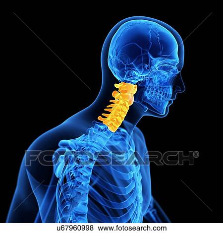 Cervical spine, illustration View Large Illustration Stock Illustration - Cervical spine, illustration. Fotosearch