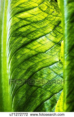 Chard Leaf Detail View Large Photo Image Stock Image - Chard Leaf Detail. Fotosearch
