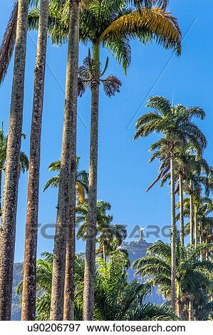 Christ the Redeemer, seen from the botanical garden, Rio de Janeiro, Brazil View Large Photo Image Stock Photo - Christ the Redeemer, seen from the botanical garden, Rio de Janeiro, Brazil. Fotosearch