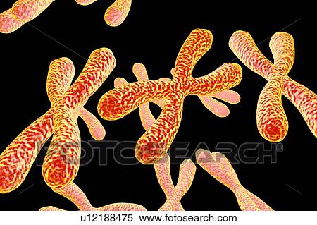 Chromosomes, illustration View Large Illustration Stock Illustration - Chromosomes, illustration. Fotosearch