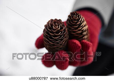 Close up of female red gloved hand holding two pinecones in winter View Large Photo Image Stock Photo - Close up of female red gloved hand holding two pinecones in winter. Fotosearch