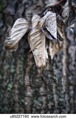 Stock Image - Close up of shrivelled leaves and tree bark. Fotosearch