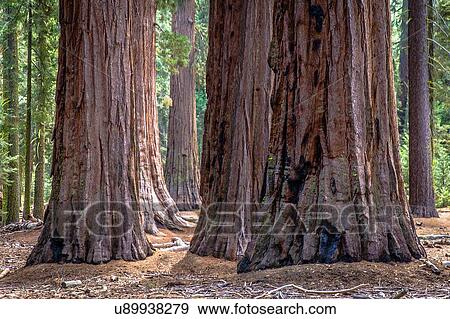 Cluster of giant redwood tree trunks, Yosemite national park, California, USA View Large Photo Image Stock Photo - Cluster of giant redwood tree trunks, Yosemite national park, California, USA. Fotosearch