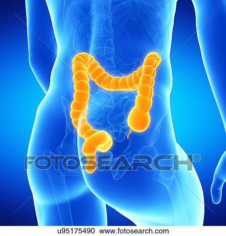 Clipart - Colon, illustration. Fotosearch