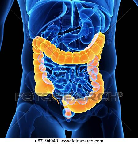 Stock Illustration - Colon, illustration. Fotosearch