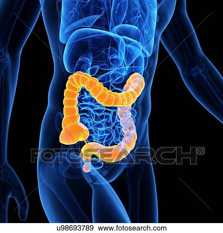 Stock Illustration - Colon, illustration. Fotosearch