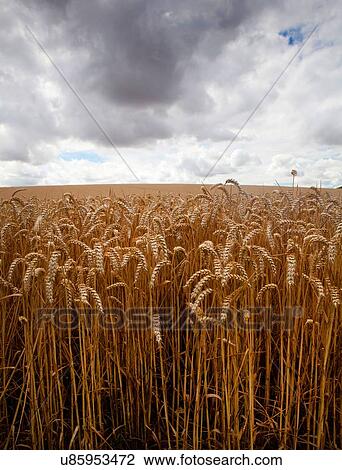 Corn field ready for harvesting View Large Photo Image Stock Image - Corn field ready for harvesting. Fotosearch