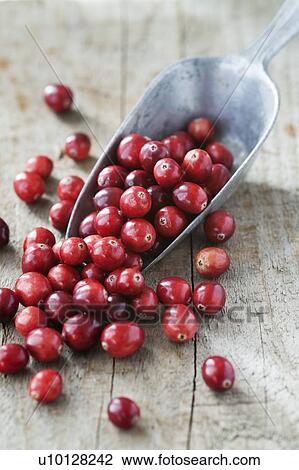 Cranberries View Large Photo Image Stock Image - Cranberries. Fotosearch