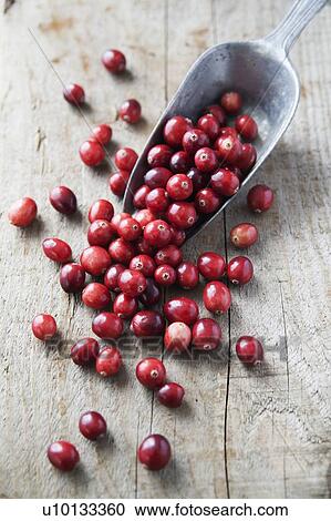 Stock Image - Cranberries. Fotosearch
