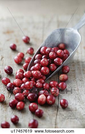 Stock Photo - Cranberries. Fotosearch
