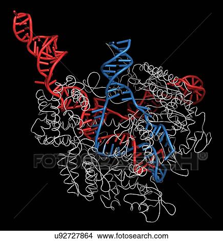 Picture - CRISPR-CAS9 gene editing complex. Fotosearch