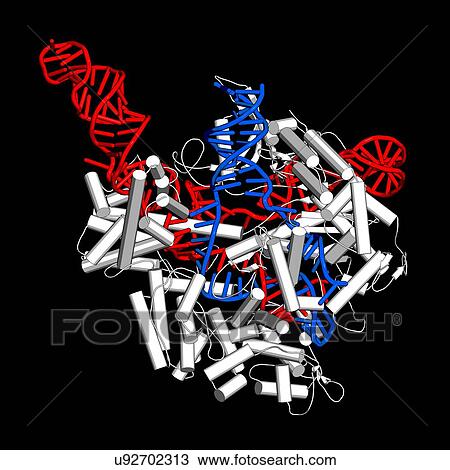 CRISPR-CAS9 gene editing complex View Large Photo Image Stock Image - CRISPR-CAS9 gene editing complex. Fotosearch