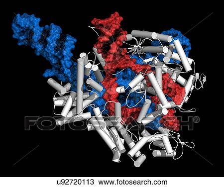 CRISPR-CAS9 gene editing complex View Large Photo Image Stock Image - CRISPR-CAS9 gene editing complex. Fotosearch