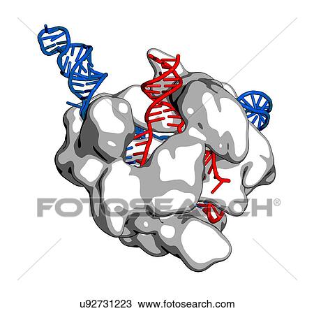 Stock Image - CRISPR-CAS9 gene editing complex. Fotosearch