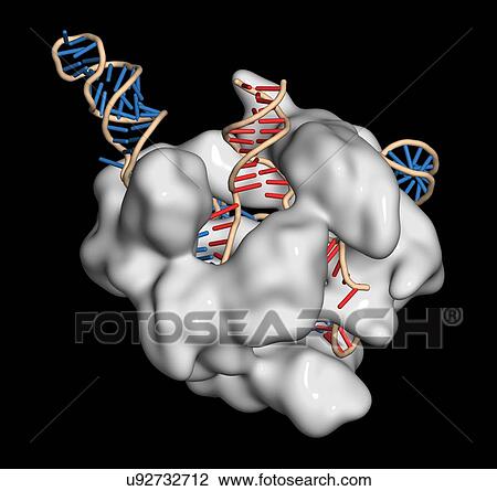 Stock Image - CRISPR-CAS9 gene editing complex. Fotosearch