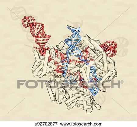 Stock Photo - CRISPR-CAS9 gene editing complex. Fotosearch