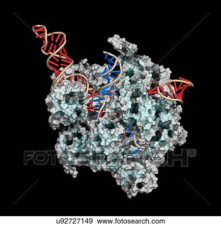 Stock Photo - CRISPR-CAS9 gene editing complex. Fotosearch