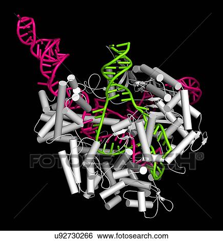 CRISPR-CAS9 gene editing complex View Large Photo Image Stock Photograph - CRISPR-CAS9 gene editing complex. Fotosearch