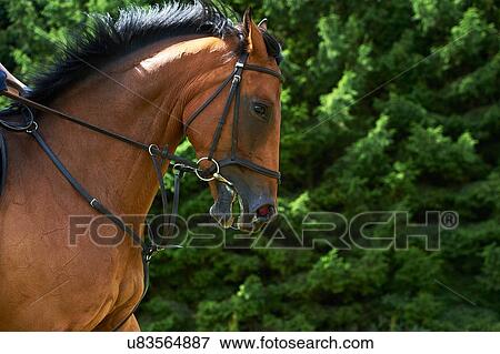 Stock Photo - Cropped side view of horses head and shoulders. Fotosearch