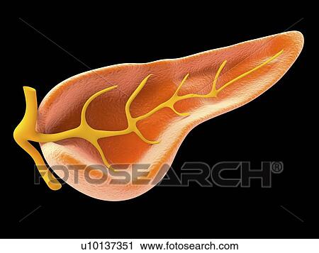Clip Art - Cross section of pancreas, artwork. Fotosearch