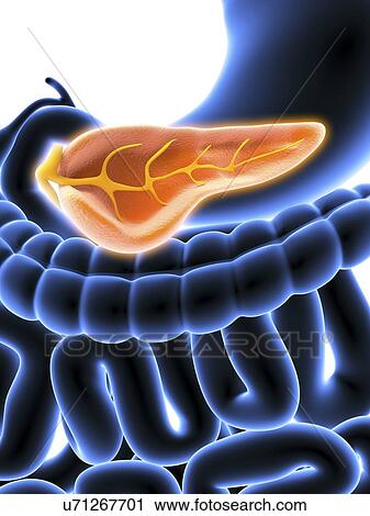 Clip Art - Cross section of pancreas, artwork. Fotosearch
