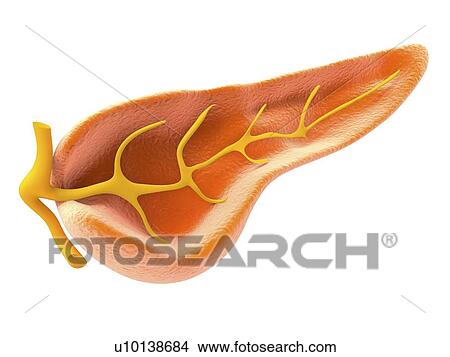 Cross section of pancreas, artwork View Large Illustration Stock Illustration - Cross section of pancreas, artwork. Fotosearch