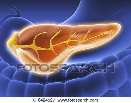 Cross section of pancreas, artwork View Large Illustration Stock Illustration - Cross section of pancreas, artwork. Fotosearch