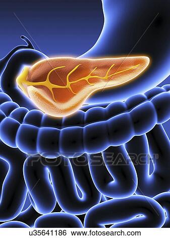 Cross section of pancreas, artwork View Large Illustration Stock Illustration - Cross section of pancreas, artwork. Fotosearch