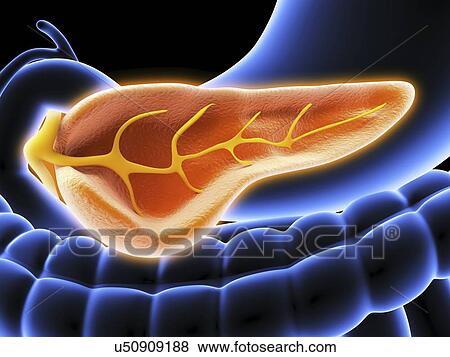 Cross section of pancreas, artwork View Large Illustration Stock Illustration - Cross section of pancreas, artwork. Fotosearch