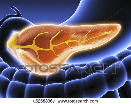 Stock Illustration - Cross section of pancreas, artwork. Fotosearch