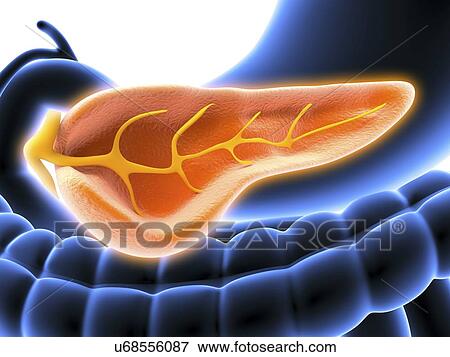 Cross section of pancreas, artwork View Large Illustration Stock Illustration - Cross section of pancreas, artwork. Fotosearch