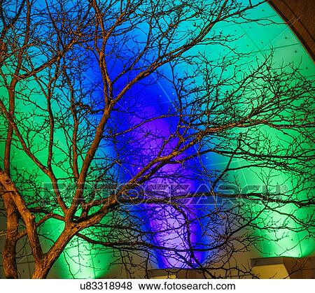 Stock Photo - "Detail of bare tree in front of green and blue illuminated building at night, Tacoma, Washington, USA". Fotosearch
