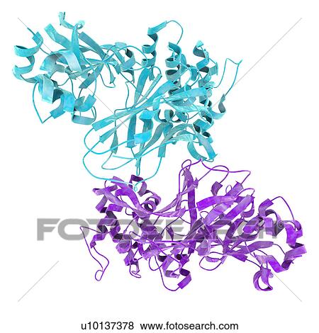 Diphtheria toxin, illustration View Large Illustration Stock Illustration - Diphtheria toxin, illustration. Fotosearch