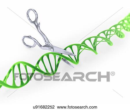 Stock Image - DNA strand model being cut by scissors. Fotosearch
