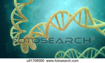 Stock Image - DNA strand model. Fotosearch