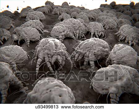 Stock Image - "Dust mites, illustration". Fotosearch