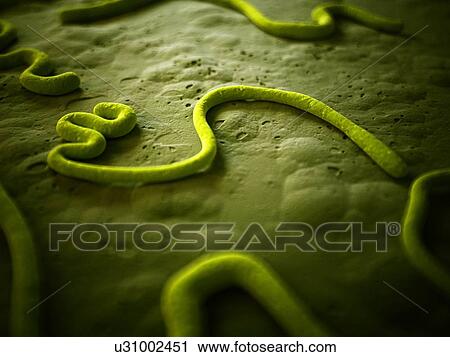 Ebola virus, illustration View Large Illustration Clip Art - Ebola virus, illustration. Fotosearch