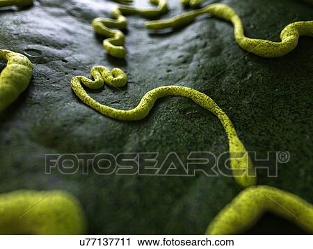 Clip Art - Ebola virus, illustration. Fotosearch
