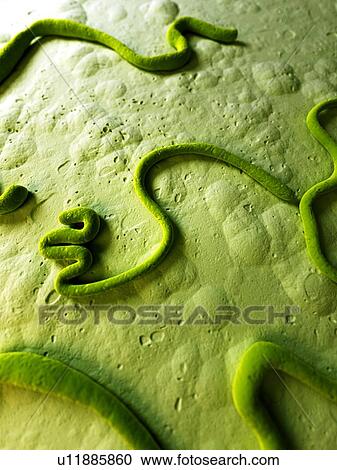 Clipart - Ebola virus, illustration. Fotosearch